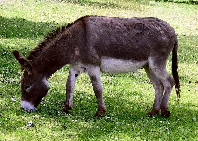 Diplomacy Animals: The (Dead)&nbsp;Donkey