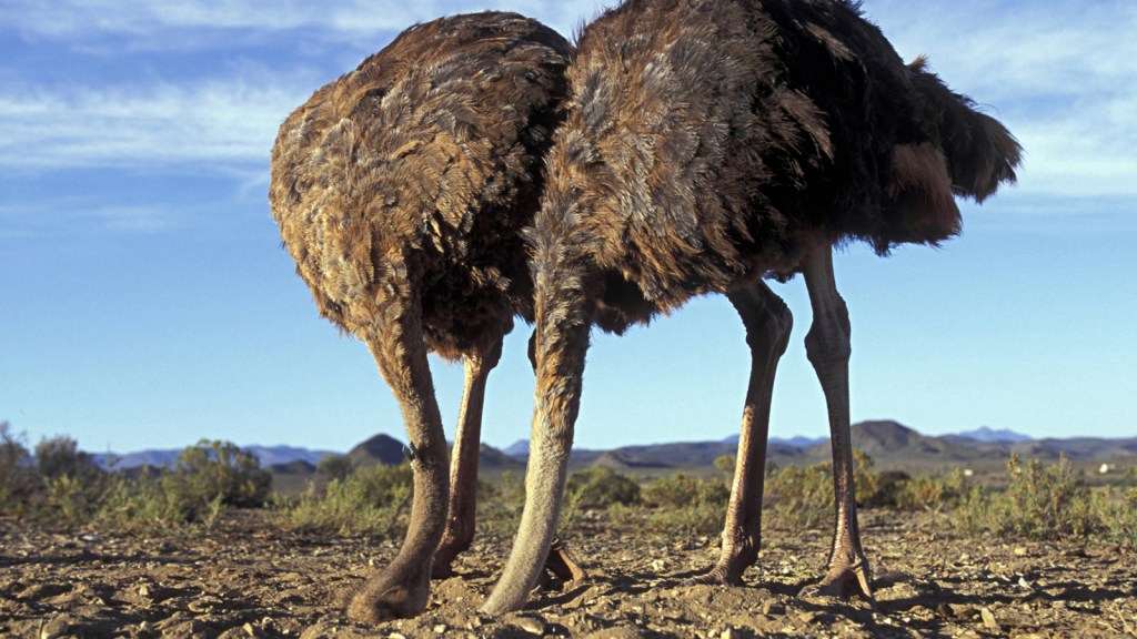 Diplomacy Animals: The&nbsp;Ostrich