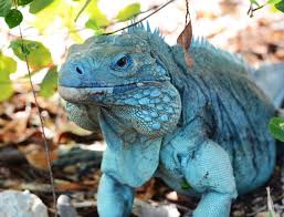 Diplomacy Animals: The&nbsp;Iguana