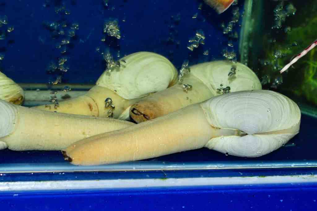 Diplomacy Animals: The Urechis&nbsp;unicinctus